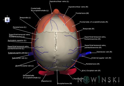 G3.T18.2-20.1-22.1.V5.C2.L1.Extracranial veins–Head muscles–Skull