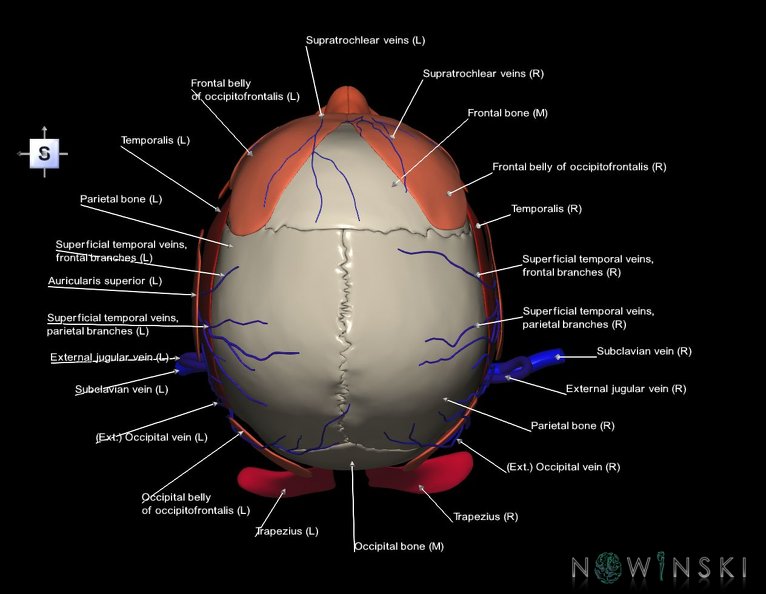 G3.T18.2-20.1-22.1.V5.C2.L1.Extracranial_veins–Head_muscles–Skull.tiff