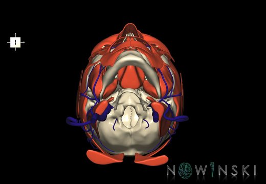 G3.T18.2-20.1-22.1.V6.C1.L0.Extracranial veins–Head muscles–Skull