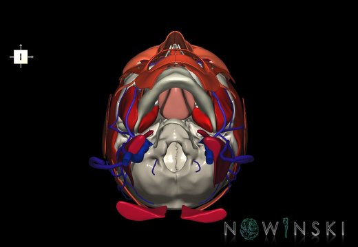 G3.T18.2-20.1-22.1.V6.C2.L0.Extracranial veins–Head muscles–Skull