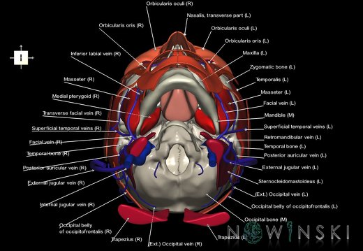 G3.T18.2-20.1-22.1.V6.C2.L1.Extracranial veins–Head muscles–Skull