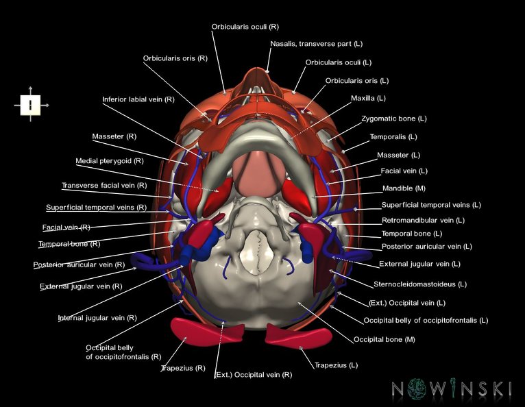 G3.T18.2-20.1-22.1.V6.C2.L1.Extracranial_veins–Head_muscles–Skull.tiff