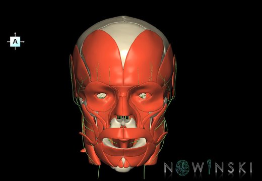 G3.T19.1-20.1-22.1.V1.C1.L0.Cranial nerves–Head muscles–Skull