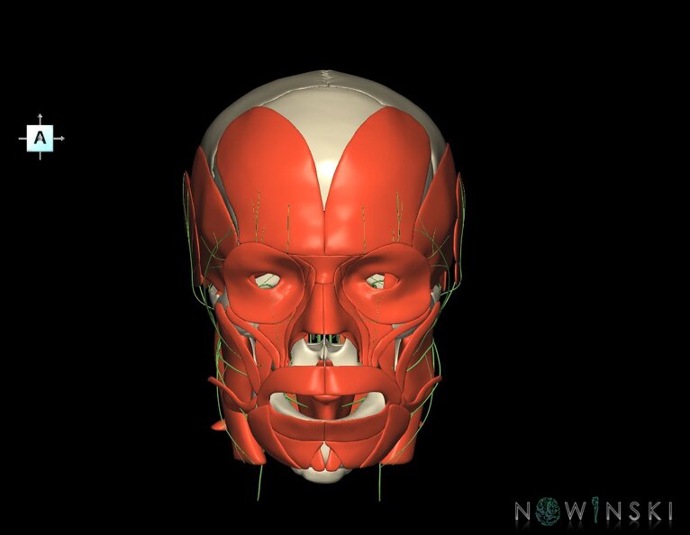 G3.T19.1-20.1-22.1.V1.C1.L0.Cranial_nerves–Head_muscles–Skull.tiff