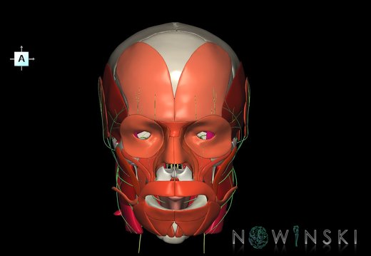 G3.T19.1-20.1-22.1.V1.C2.L0.Cranial nerves–Head muscles–Skull