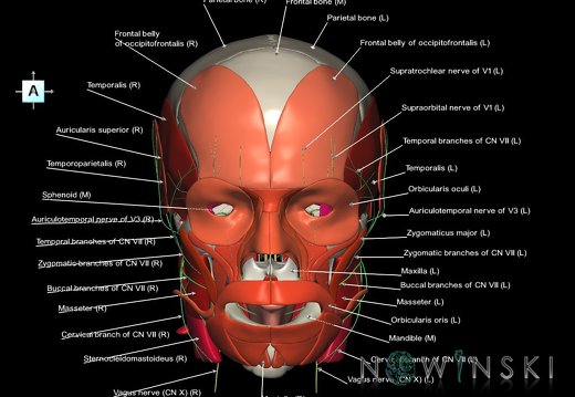 G3.T19.1-20.1-22.1.V1.C2.L1.Cranial nerves–Head muscles–Skull