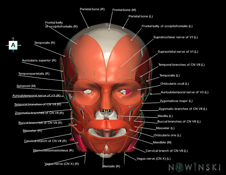 G3.T19.1-20.1-22.1.V1.C2.L1.Cranial_nerves–Head_muscles–Skull.tiff