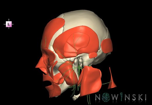 G3.T19.1-20.1-22.1.V2.C1.L0.Cranial nerves–Head muscles–Skull