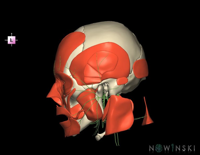 G3.T19.1-20.1-22.1.V2.C1.L0.Cranial_nerves–Head_muscles–Skull.tiff