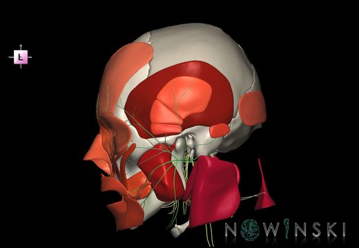 G3.T19.1-20.1-22.1.V2.C2.L0.Cranial nerves–Head muscles–Skull