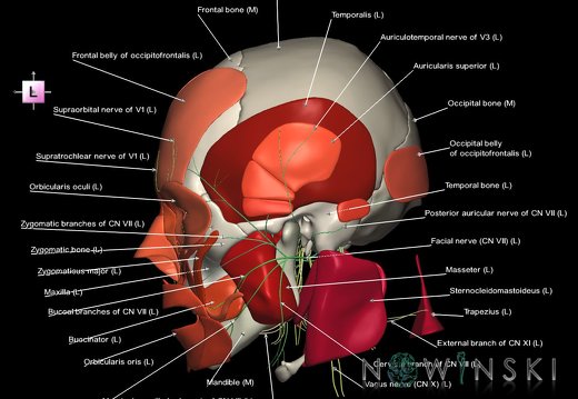 G3T19.1-20.1-22.1.CranialNerves-HeadMuscles-Skull