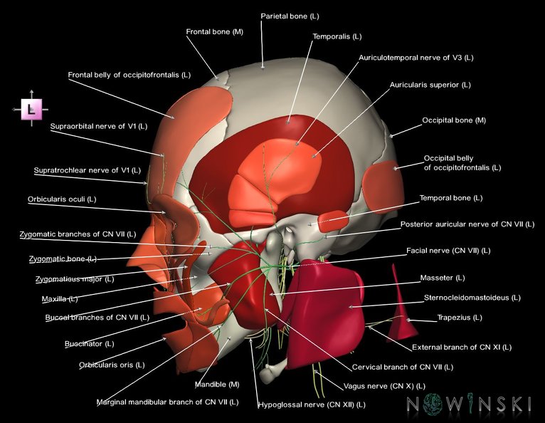 G3.T19.1-20.1-22.1.V2.C2.L1.Cranial_nerves–Head_muscles–Skull.tiff