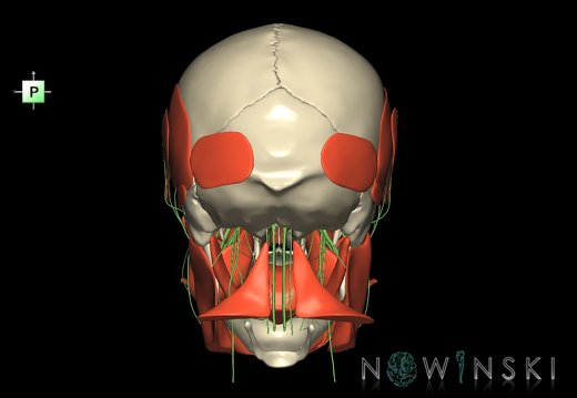 G3.T19.1-20.1-22.1.V3.C1.L0.Cranial nerves–Head muscles–Skull