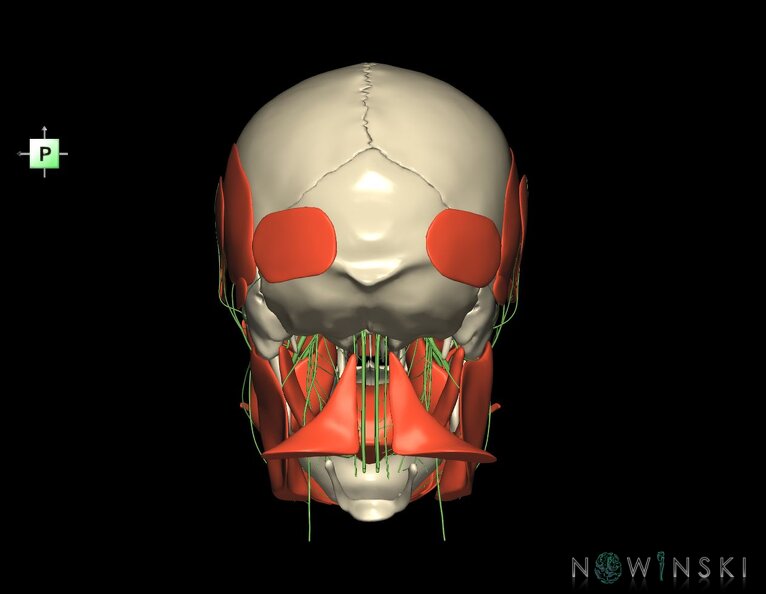 G3.T19.1-20.1-22.1.V3.C1.L0.Cranial_nerves–Head_muscles–Skull.tiff