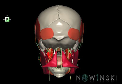 G3.T19.1-20.1-22.1.V3.C2.L0.Cranial nerves–Head muscles–Skull