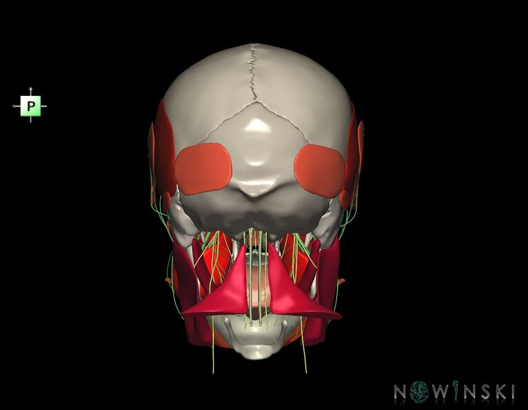 G3.T19.1-20.1-22.1.V3.C2.L0.Cranial_nerves–Head_muscles–Skull.tiff