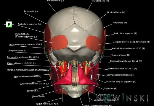 G3.T19.1-20.1-22.1.V3.C2.L1.Cranial nerves–Head muscles–Skull