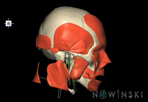 G3.T19.1-20.1-22.1.V4.C1.L0.Cranial nerves–Head muscles–Skull