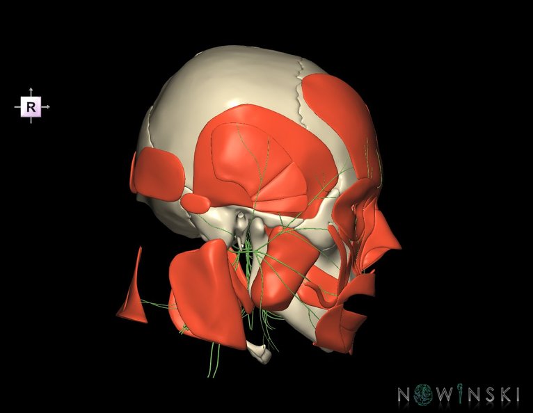 G3.T19.1-20.1-22.1.V4.C1.L0.Cranial_nerves–Head_muscles–Skull.tiff