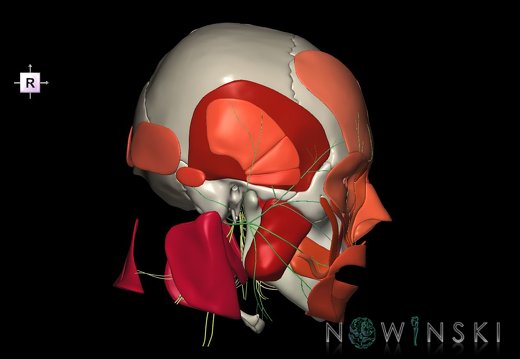 G3.T19.1-20.1-22.1.V4.C2.L0.Cranial nerves–Head muscles–Skull