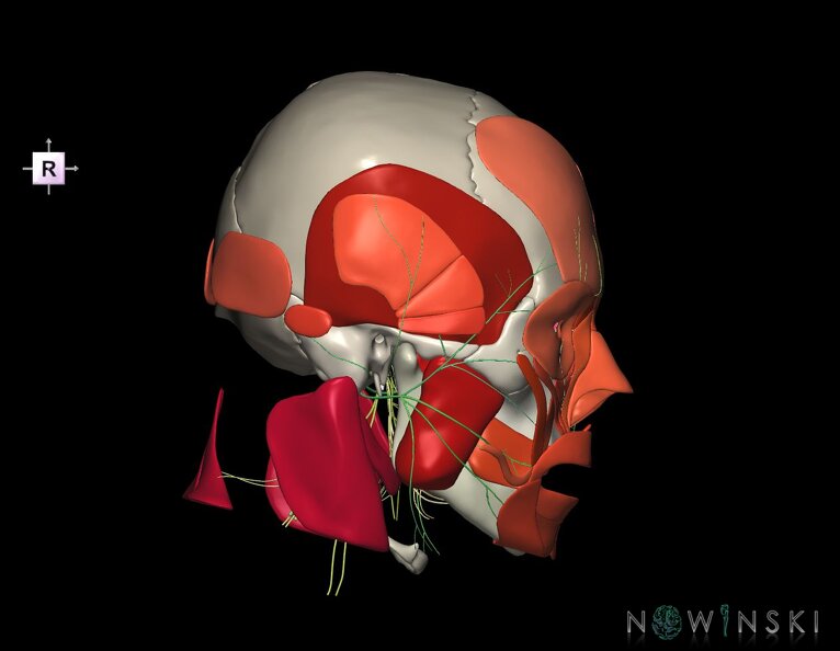 G3.T19.1-20.1-22.1.V4.C2.L0.Cranial_nerves–Head_muscles–Skull.tiff