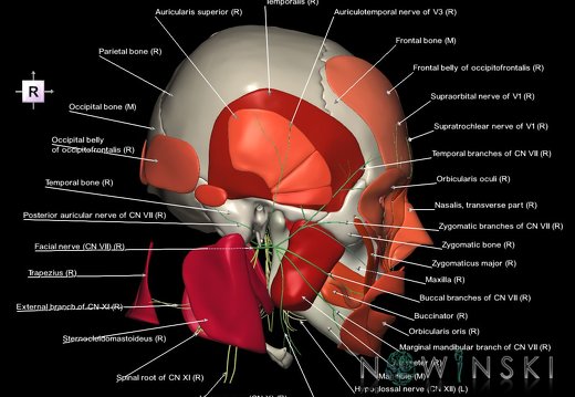 G3.T19.1-20.1-22.1.V4.C2.L1.Cranial nerves–Head muscles–Skull