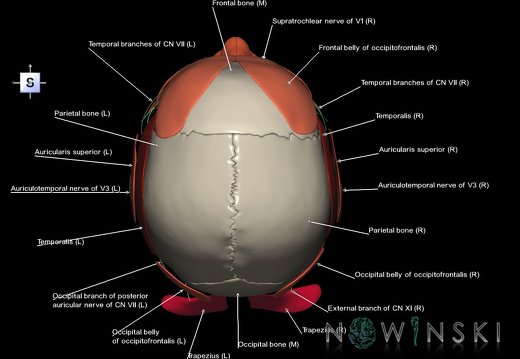 G3.T19.1-20.1-22.1.V5.C2.L1.Cranial nerves–Head muscles–Skull