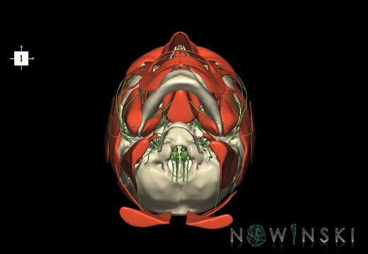 G3.T19.1-20.1-22.1.V6.C1.L0.Cranial nerves–Head muscles–Skull