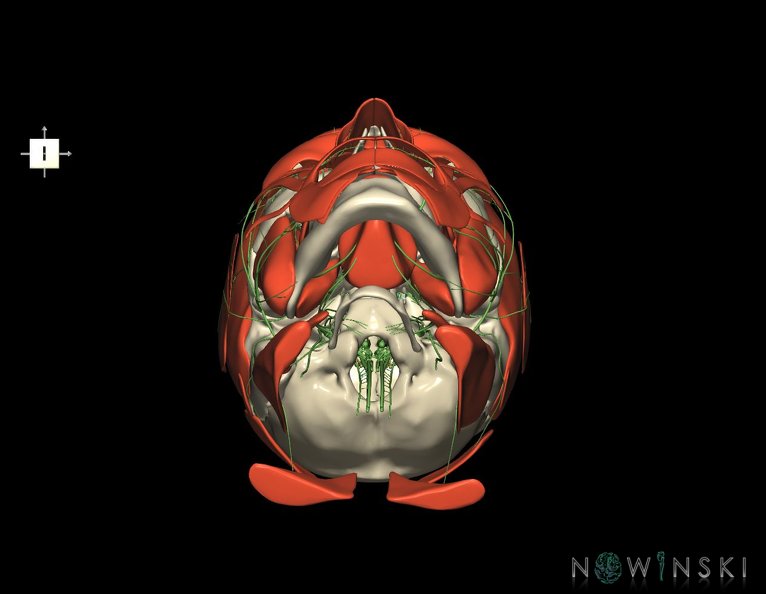 G3.T19.1-20.1-22.1.V6.C1.L0.Cranial_nerves–Head_muscles–Skull.tiff