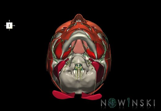 G3.T19.1-20.1-22.1.V6.C2.L0.Cranial nerves–Head muscles–Skull