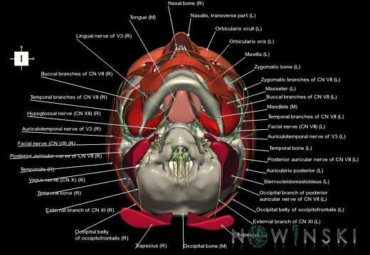 G3.T19.1-20.1-22.1.V6.C2.L1.Cranial nerves–Head muscles–Skull