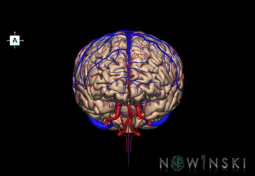 G3.T2.1-15.2-16.1.V1.C1.L0.Brain–Intracranial arteries–Intracranial venous system