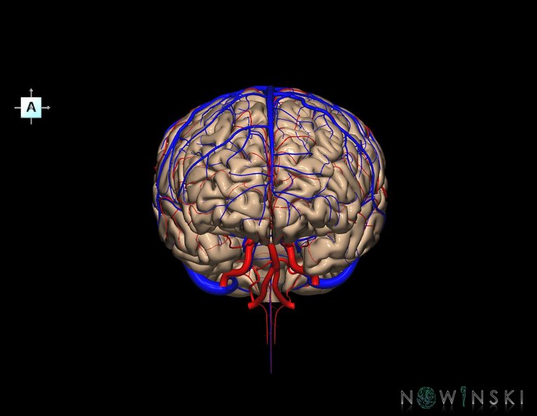 G3.T2.1-15.2-16.1.V1.C1.L0.Brain–Intracranial_arteries–Intracranial_venous_system.tiff
