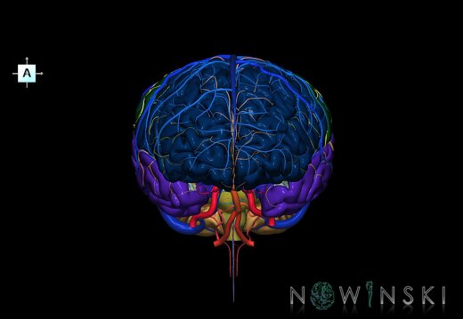 G3.T2.1-15.2-16.1.V1.C2.L0.Brain–Intracranial arteries–Intracranial venous system