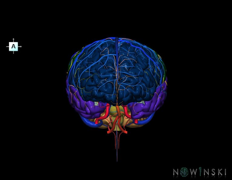 G3.T2.1-15.2-16.1.V1.C2.L0.Brain–Intracranial_arteries–Intracranial_venous_system.tiff