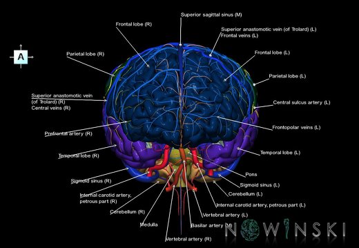 G3.T2.1-15.2-16.1.V1.C2.L1.Brain–Intracranial arteries–Intracranial venous system