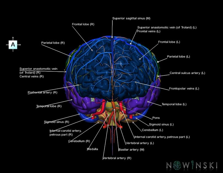 G3.T2.1-15.2-16.1.V1.C2.L1.Brain–Intracranial_arteries–Intracranial_venous_system.tiff