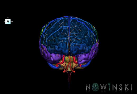 G3.T2.1-15.2-16.1.V1.C3-2-2.L0.Brain–Intracranial arteries–Intracranial venous system