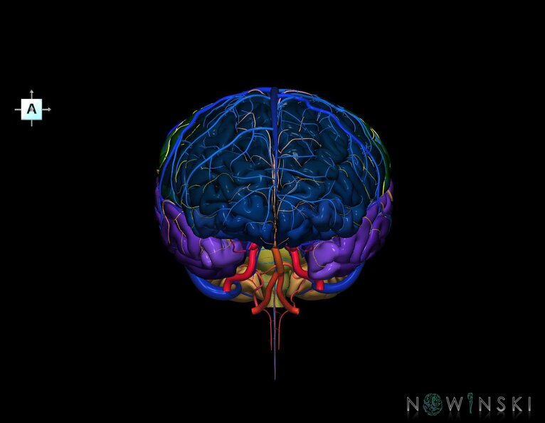 G3.T2.1-15.2-16.1.V1.C3-2-2.L0.Brain–Intracranial_arteries–Intracranial_venous_system.tiff