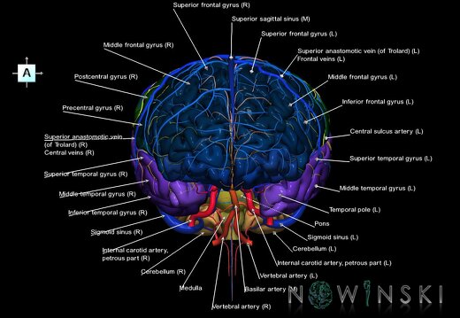 G3.T2.1-15.2-16.1.V1.C3-2-2.L1.Brain–Intracranial arteries–Intracranial venous system