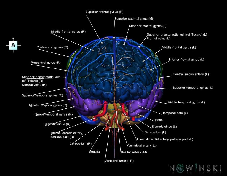 G3.T2.1-15.2-16.1.V1.C3-2-2.L1.Brain–Intracranial_arteries–Intracranial_venous_system.tiff