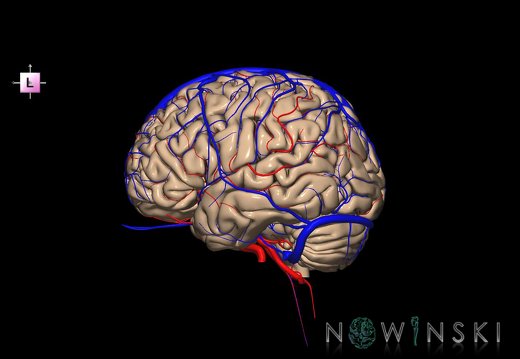 G3.T2.1-15.2-16.1.V2.C1.L0.Brain–Intracranial arteries–Intracranial venous system