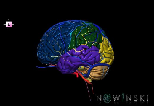 G3.T2.1-15.2-16.1.V2.C2.L0.Brain–Intracranial arteries–Intracranial venous system