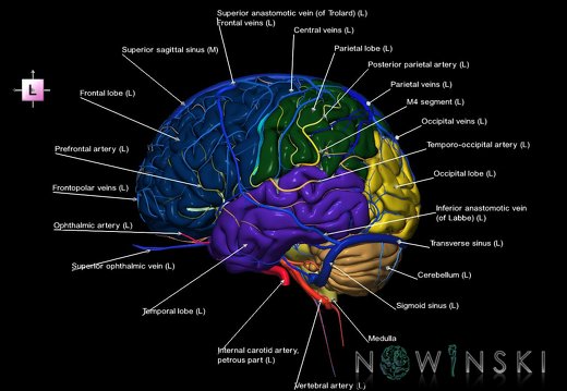 G3.T2.1-15.2-16.1.V2.C2.L1.Brain–Intracranial arteries–Intracranial venous system