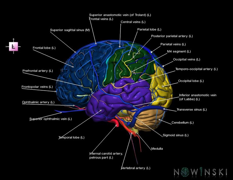G3.T2.1-15.2-16.1.V2.C2.L1.Brain–Intracranial_arteries–Intracranial_venous_system.tiff