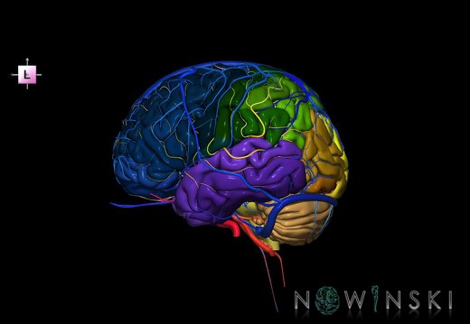 G3.T2.1-15.2-16.1.V2.C3-2-2.L0.Brain–Intracranial arteries–Intracranial venous system