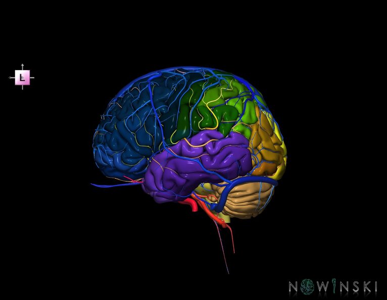 G3.T2.1-15.2-16.1.V2.C3-2-2.L0.Brain–Intracranial_arteries–Intracranial_venous_system.tiff