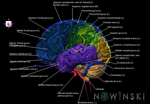 G3.T2.1-15.2-16.1.V2.C3-2-2.L1.Brain–Intracranial arteries–Intracranial venous system