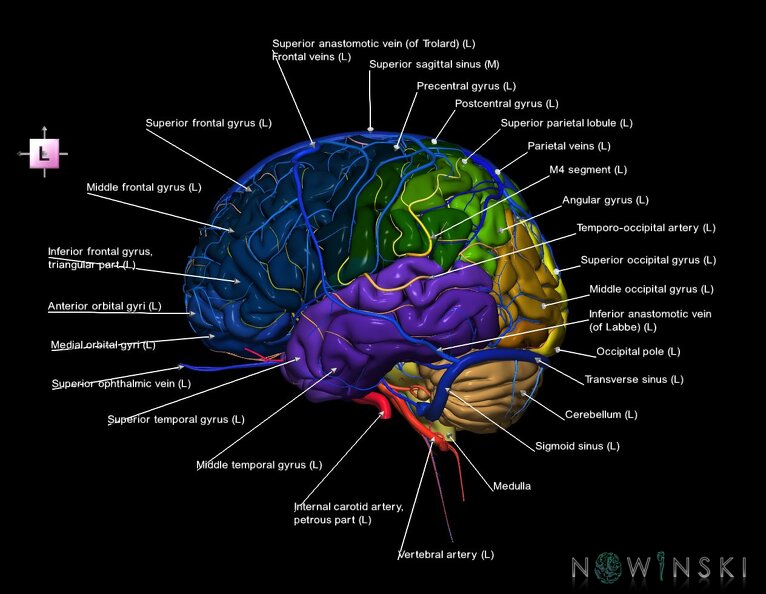 G3.T2.1-15.2-16.1.V2.C3-2-2.L1.Brain–Intracranial_arteries–Intracranial_venous_system.tiff