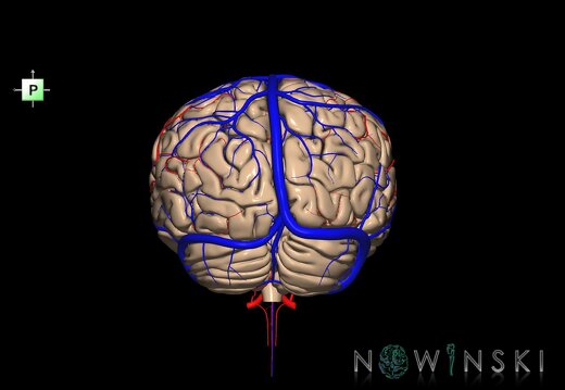 G3.T2.1-15.2-16.1.V3.C1.L0.Brain–Intracranial arteries–Intracranial venous system